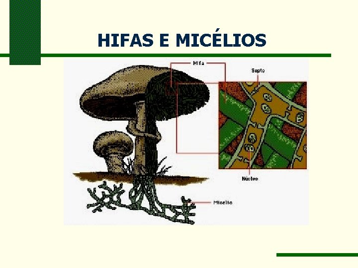 HIFAS E MICÉLIOS 