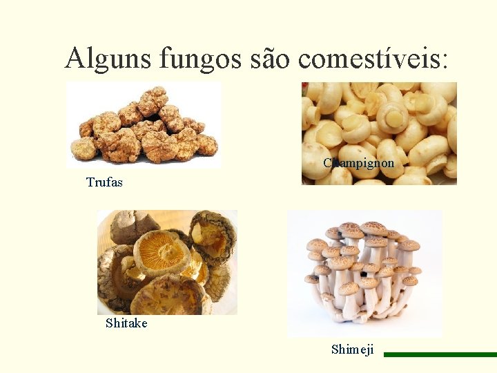 Alguns fungos são comestíveis: Champignon Trufas Shitake Shimeji 