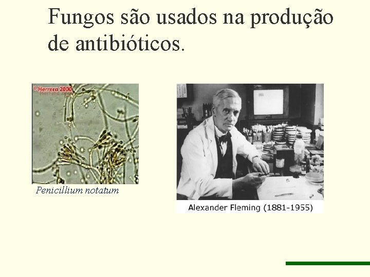 Fungos são usados na produção de antibióticos. Penicillium notatum 