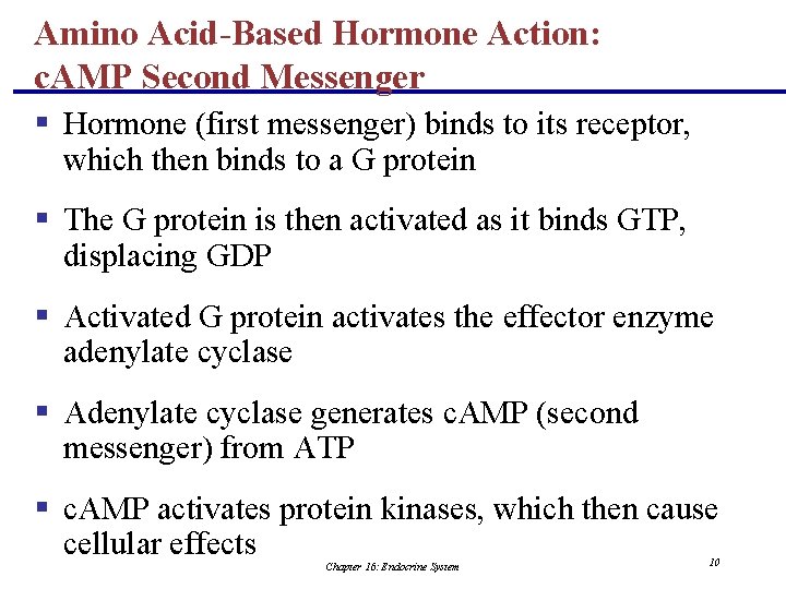 Amino Acid-Based Hormone Action: c. AMP Second Messenger § Hormone (first messenger) binds to