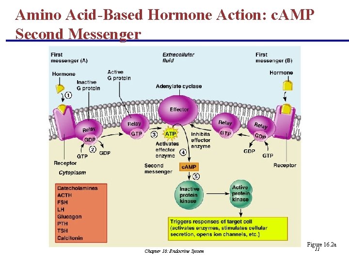 Amino Acid-Based Hormone Action: c. AMP Second Messenger Figure 16. 2 a Chapter 16: