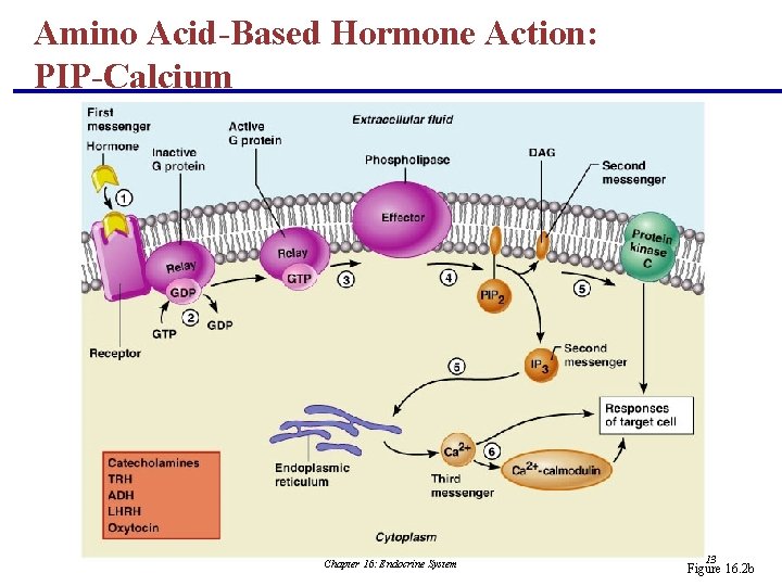 Amino Acid-Based Hormone Action: PIP-Calcium Chapter 16: Endocrine System 13 Figure 16. 2 b