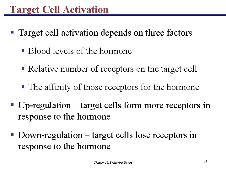 Target Cell Activation § Target cell activation depends on three factors § Blood levels