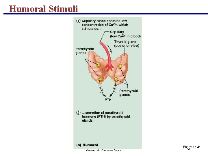 Humoral Stimuli Chapter 16: Endocrine System Figure 16. 4 a 24 