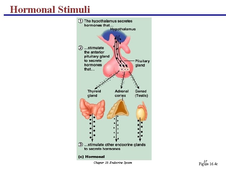 Hormonal Stimuli Chapter 16: Endocrine System 27 Figure 16. 4 c 