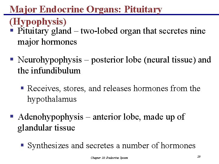 Major Endocrine Organs: Pituitary (Hypophysis) § Pituitary gland – two-lobed organ that secretes nine