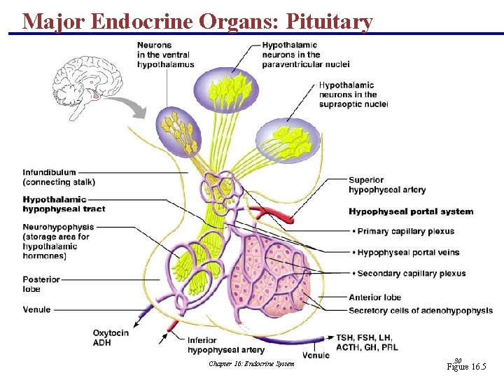 Major Endocrine Organs: Pituitary (Hypophysis) Chapter 16: Endocrine System 30 Figure 16. 5 