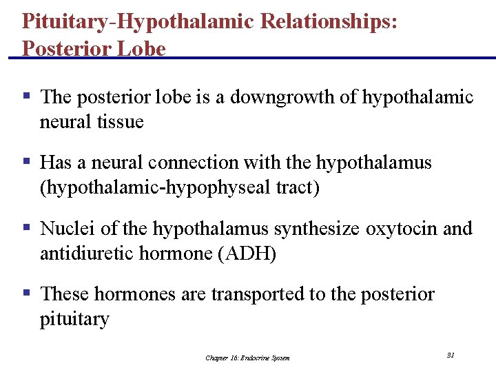 Pituitary-Hypothalamic Relationships: Posterior Lobe § The posterior lobe is a downgrowth of hypothalamic neural