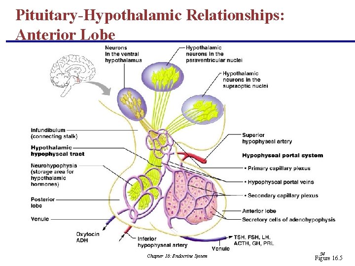Pituitary-Hypothalamic Relationships: Anterior Lobe Chapter 16: Endocrine System 34 Figure 16. 5 