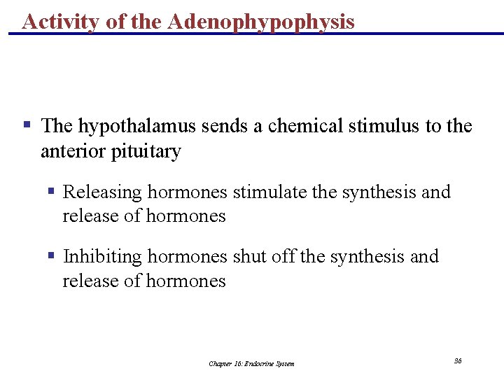 Activity of the Adenophypophysis § The hypothalamus sends a chemical stimulus to the anterior