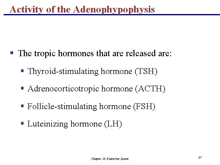 Activity of the Adenophypophysis § The tropic hormones that are released are: § Thyroid-stimulating