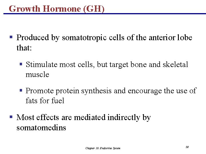 Growth Hormone (GH) § Produced by somatotropic cells of the anterior lobe that: §