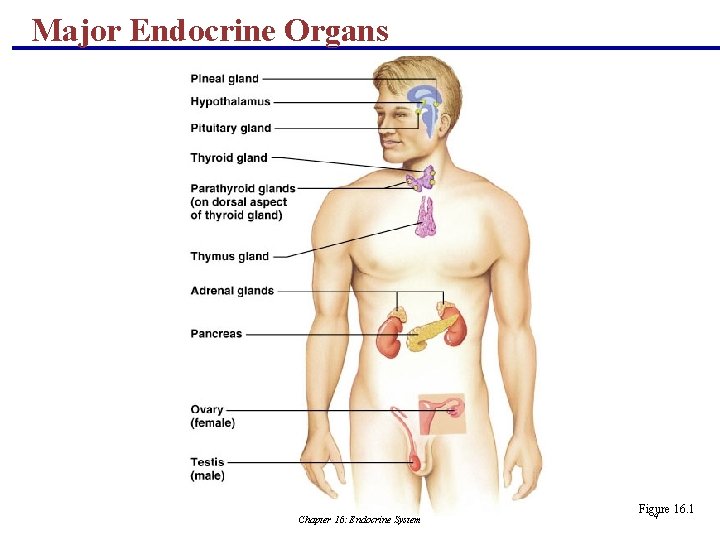 Major Endocrine Organs Chapter 16: Endocrine System Figure 16. 1 4 