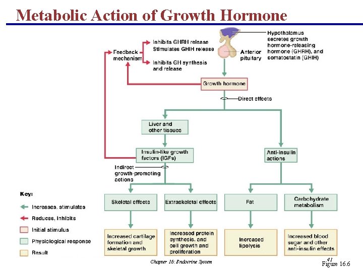 Metabolic Action of Growth Hormone Chapter 16: Endocrine System 41 Figure 16. 6 