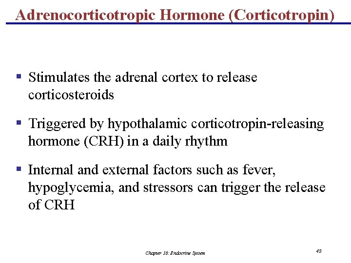 Adrenocorticotropic Hormone (Corticotropin) § Stimulates the adrenal cortex to release corticosteroids § Triggered by