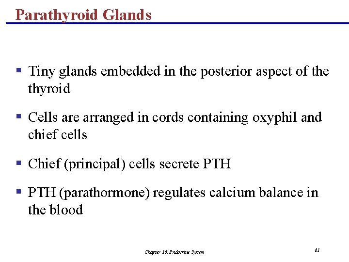 Parathyroid Glands § Tiny glands embedded in the posterior aspect of the thyroid §