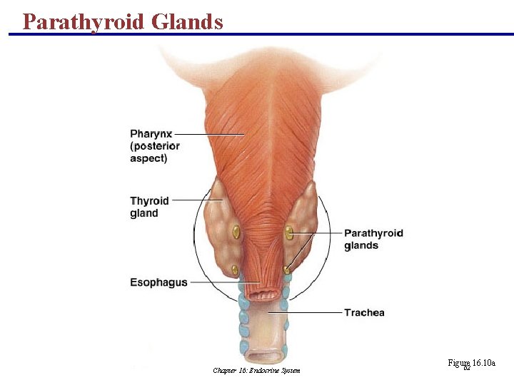 Parathyroid Glands Chapter 16: Endocrine System Figure 16. 10 a 62 