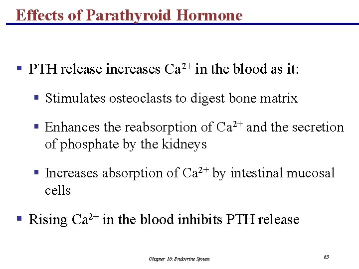 Effects of Parathyroid Hormone § PTH release increases Ca 2+ in the blood as