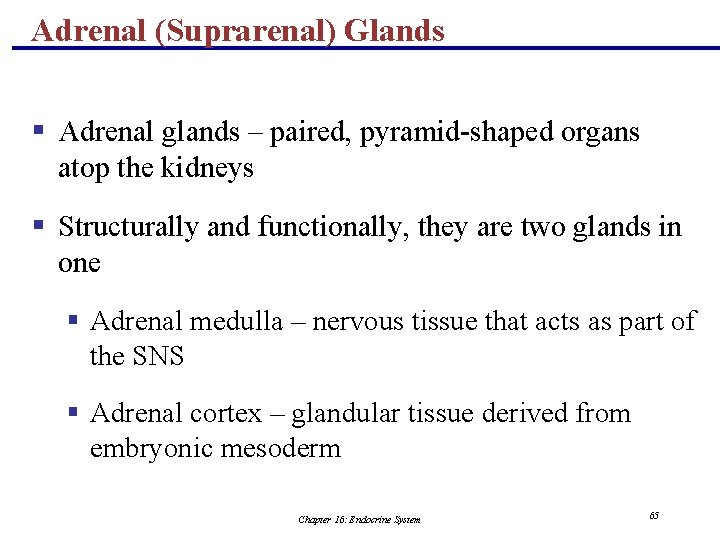 Adrenal (Suprarenal) Glands § Adrenal glands – paired, pyramid-shaped organs atop the kidneys §