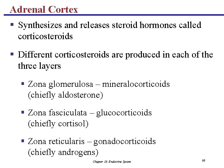 Adrenal Cortex § Synthesizes and releases steroid hormones called corticosteroids § Different corticosteroids are