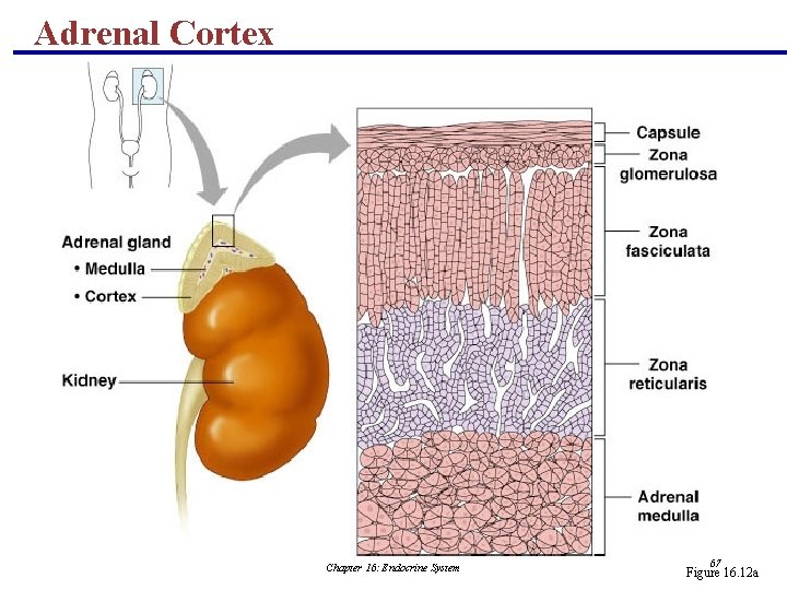 Adrenal Cortex Chapter 16: Endocrine System 67 Figure 16. 12 a 