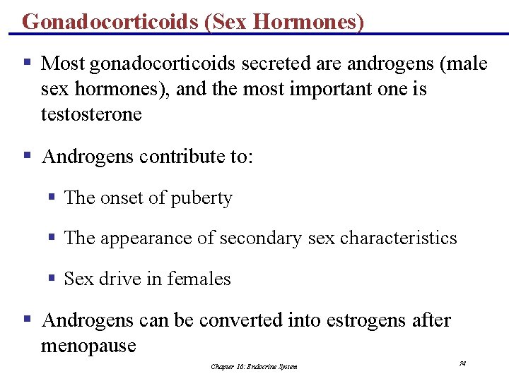 Gonadocorticoids (Sex Hormones) § Most gonadocorticoids secreted are androgens (male sex hormones), and the