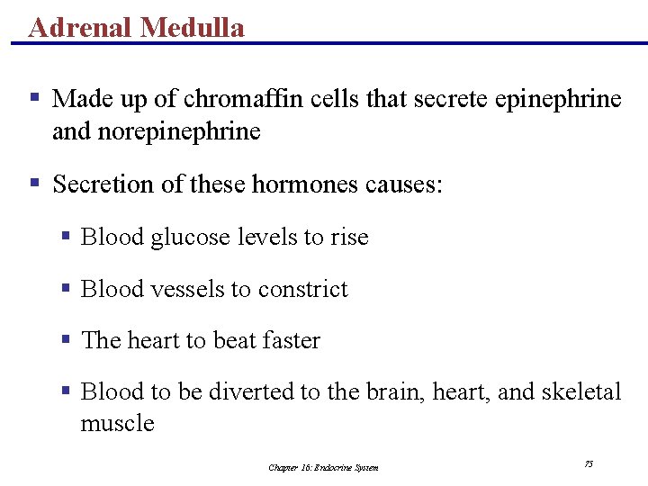 Adrenal Medulla § Made up of chromaffin cells that secrete epinephrine and norepinephrine §