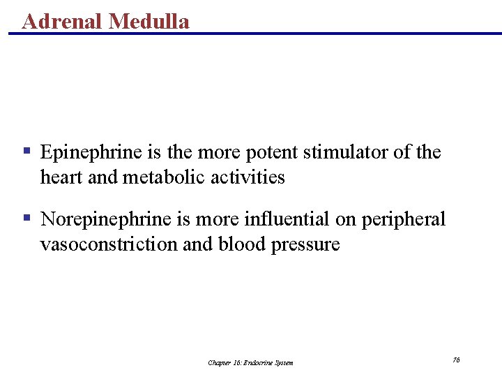 Adrenal Medulla § Epinephrine is the more potent stimulator of the heart and metabolic