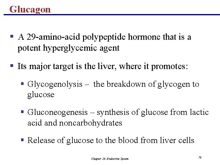 Glucagon § A 29 -amino-acid polypeptide hormone that is a potent hyperglycemic agent §