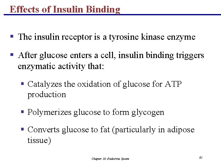 Effects of Insulin Binding § The insulin receptor is a tyrosine kinase enzyme §