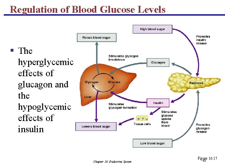 Regulation of Blood Glucose Levels § The hyperglycemic effects of glucagon and the hypoglycemic