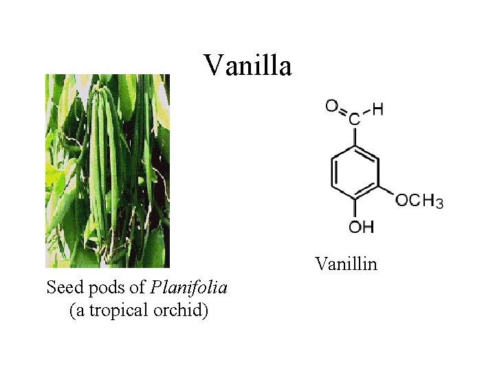 Vanilla Vanillin Seed pods of Planifolia (a tropical orchid) 