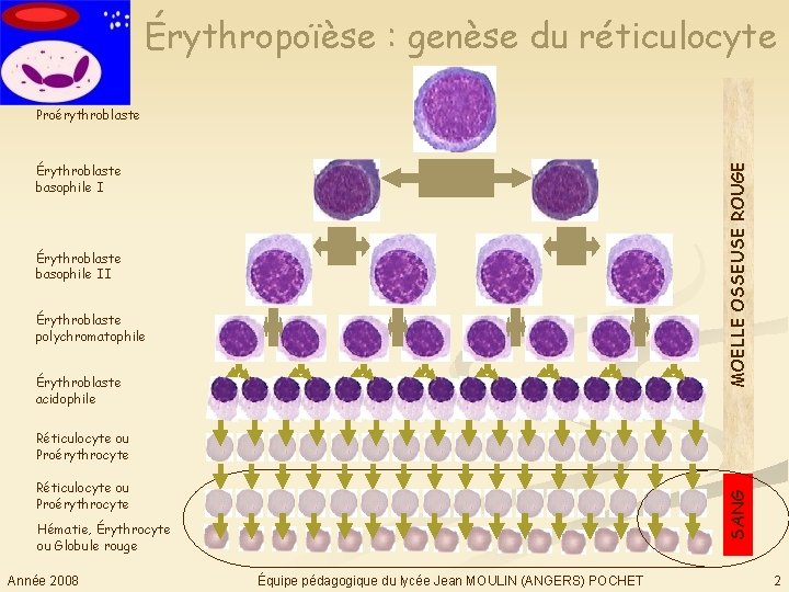 Érythropoïèse : genèse du réticulocyte MOELLE OSSEUSE ROUGE Proérythroblaste Érythroblaste basophile II Érythroblaste polychromatophile