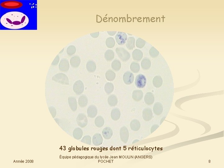 Dénombrement 43 globules rouges dont 5 réticulocytes Année 2008 Équipe pédagogique du lycée Jean