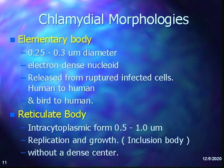 Chlamydial Morphologies n Elementary body – 0. 25 - 0. 3 um diameter –