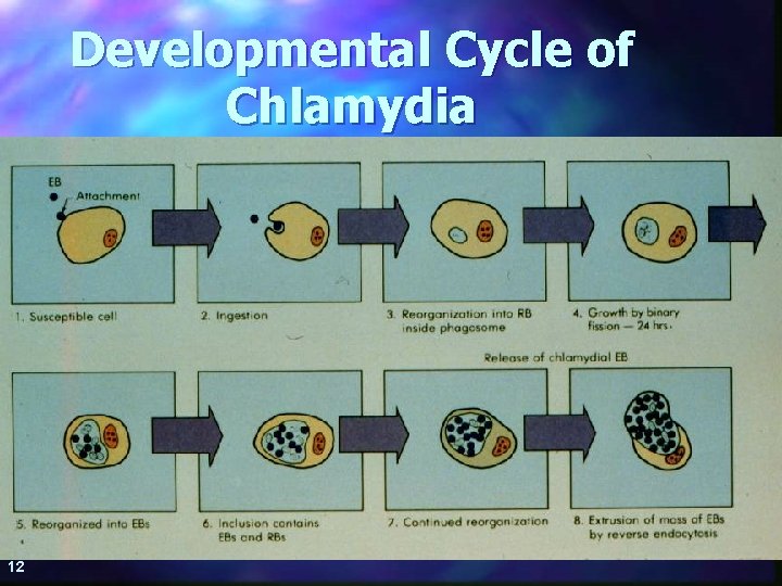 Developmental Cycle of Chlamydia 12 12/5/2020 