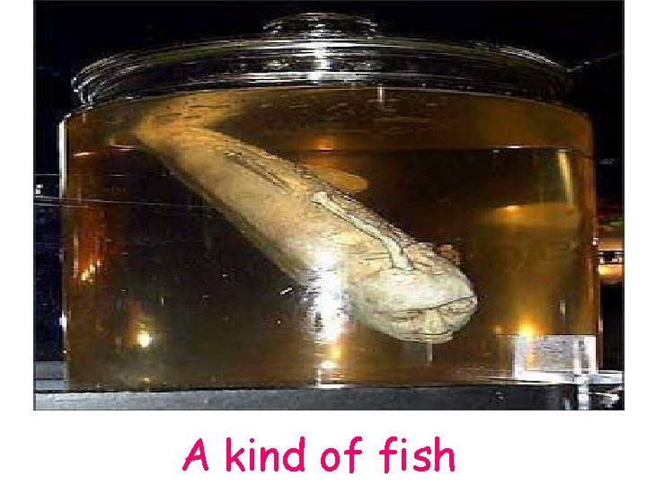 A kind of fish A kind of fish
