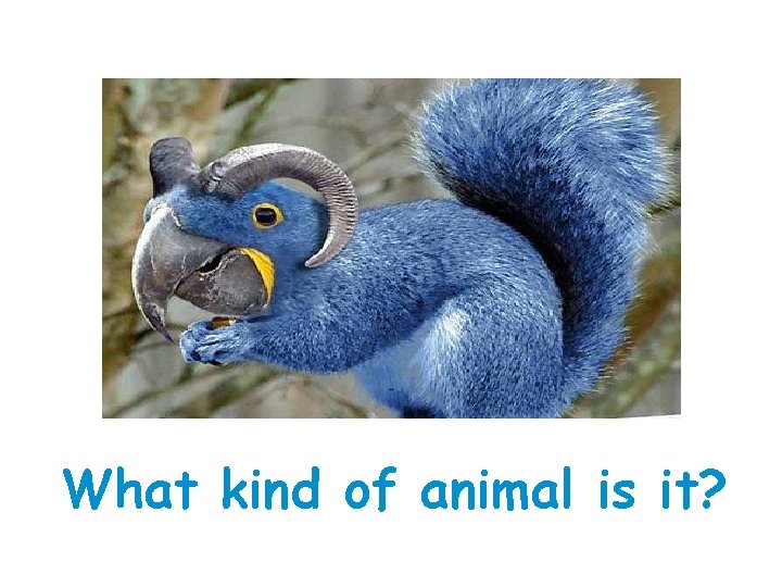What kind of animal is it? What kind of animal is it?