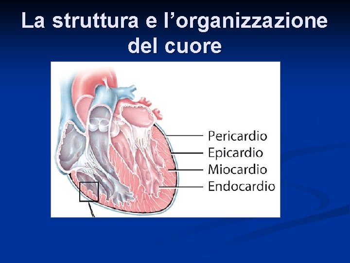 La struttura e l’organizzazione del cuore 