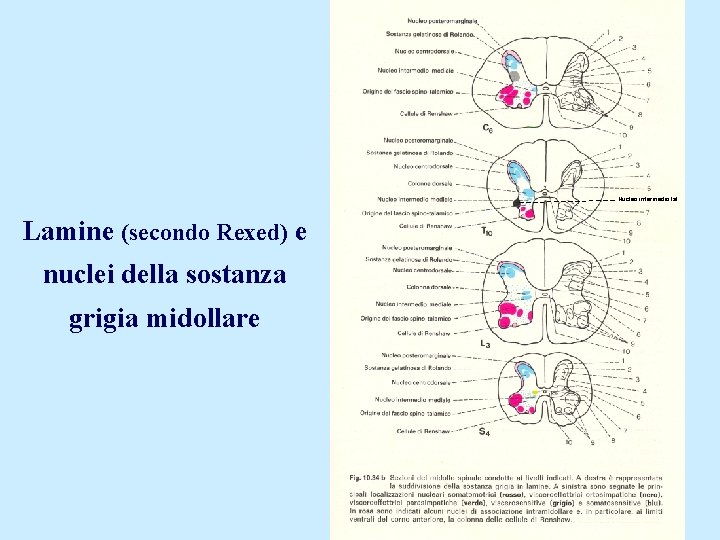 Nucleo intermedio lat. Lamine (secondo Rexed) e nuclei della sostanza grigia midollare 