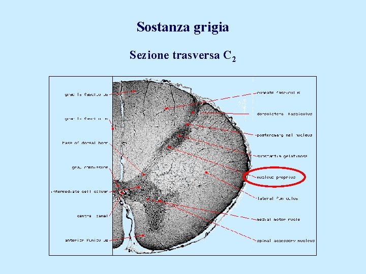 Sostanza grigia Sezione trasversa C 2 