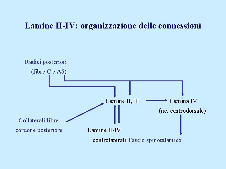 Lamine II-IV: organizzazione delle connessioni Radici posteriori (fibre C e A ) Lamine II,