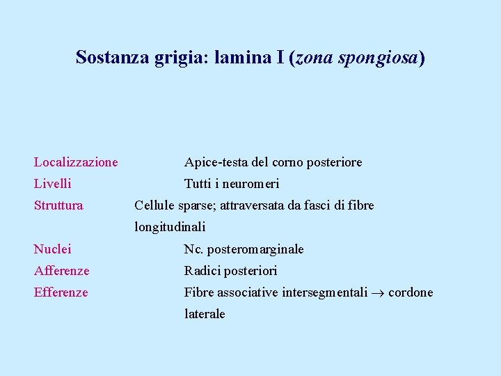 Sostanza grigia: lamina I (zona spongiosa) Localizzazione Apice-testa del corno posteriore Livelli Tutti i