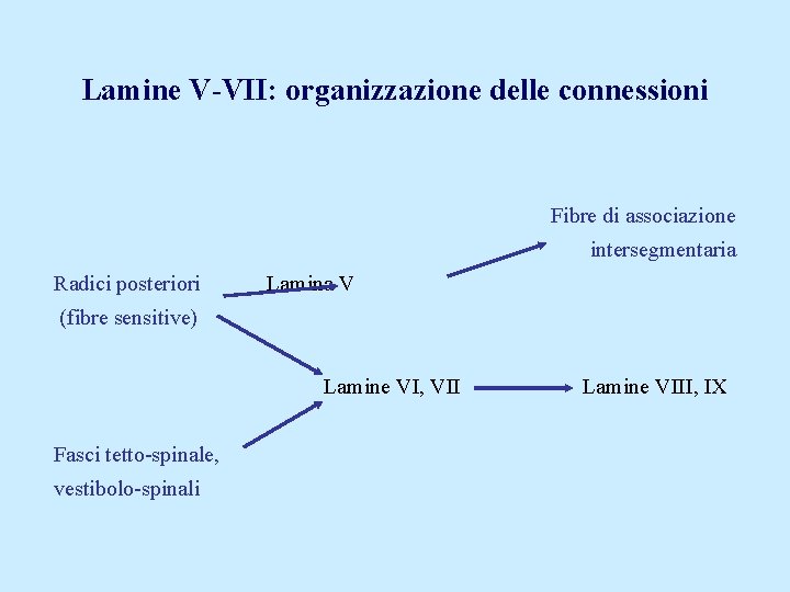 Lamine V-VII: organizzazione delle connessioni Fibre di associazione intersegmentaria Radici posteriori Lamina V (fibre