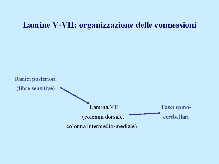 Lamine V-VII: organizzazione delle connessioni Radici posteriori (fibre sensitive) Lamina VII Fasci spino- (colonna