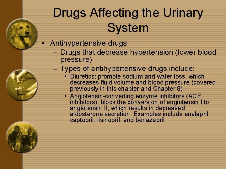 Drugs Affecting the Urinary System • Antihypertensive drugs – Drugs that decrease hypertension (lower