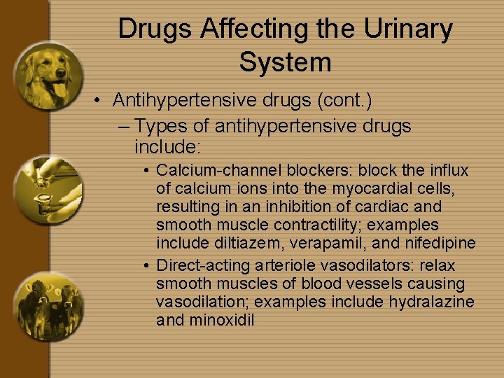 Drugs Affecting the Urinary System • Antihypertensive drugs (cont. ) – Types of antihypertensive