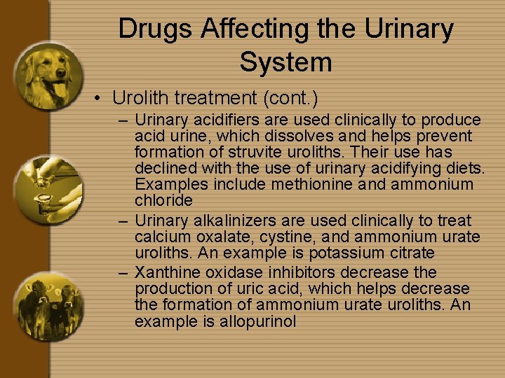 Drugs Affecting the Urinary System • Urolith treatment (cont. ) – Urinary acidifiers are