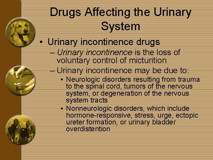 Drugs Affecting the Urinary System • Urinary incontinence drugs – Urinary incontinence is the