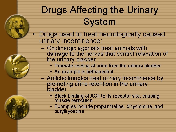 Drugs Affecting the Urinary System • Drugs used to treat neurologically caused urinary incontinence: